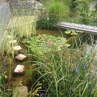 Referenčne slike naravnih-bioloških bazenov